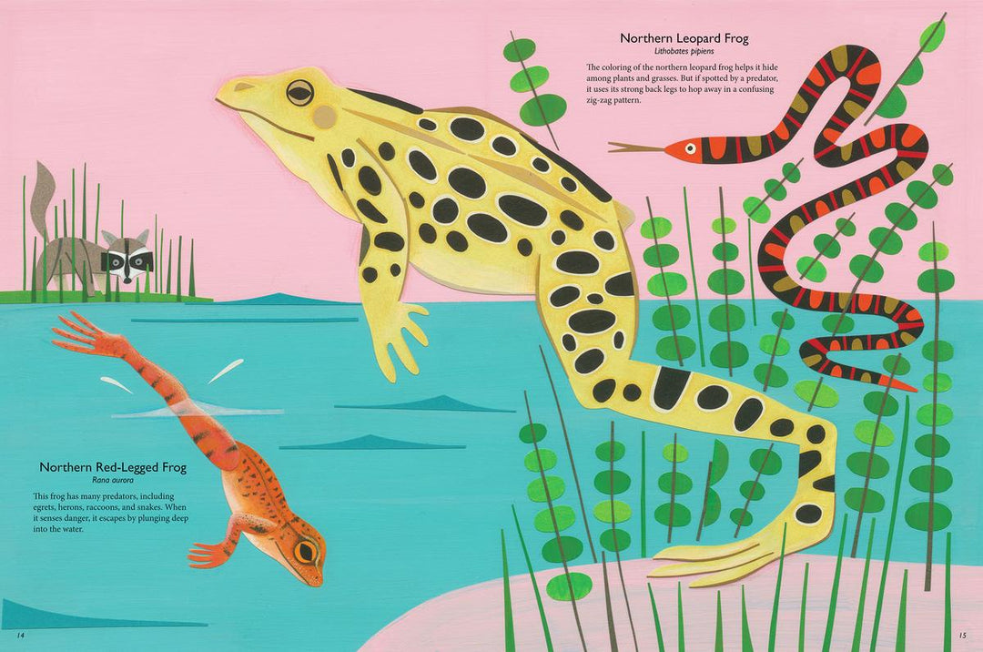 My Book of Frogs and Toads