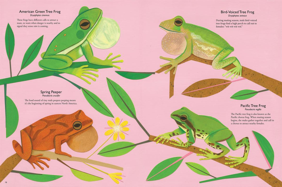 My Book of Frogs and Toads