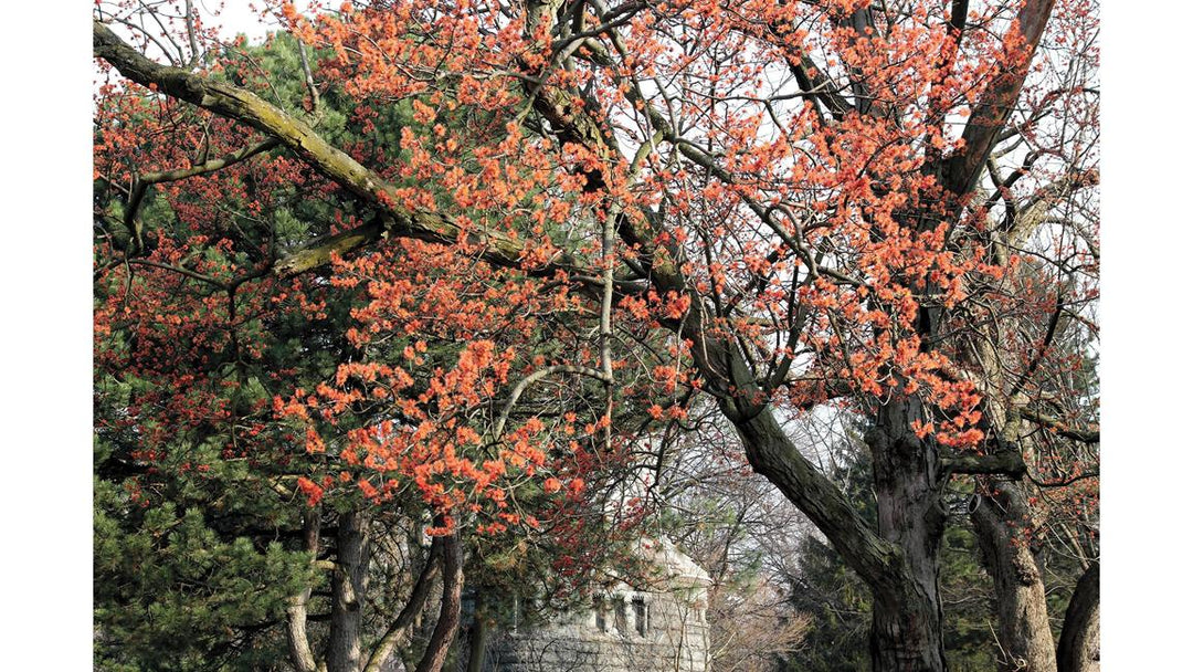 Trees & Shrubs of Mount Pleasant Cemetery