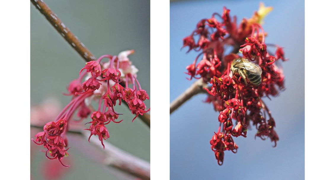 Trees & Shrubs of Mount Pleasant Cemetery