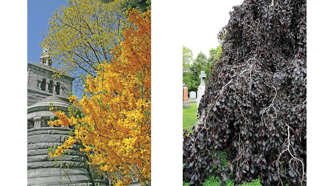 Trees & Shrubs of Mount Pleasant Cemetery