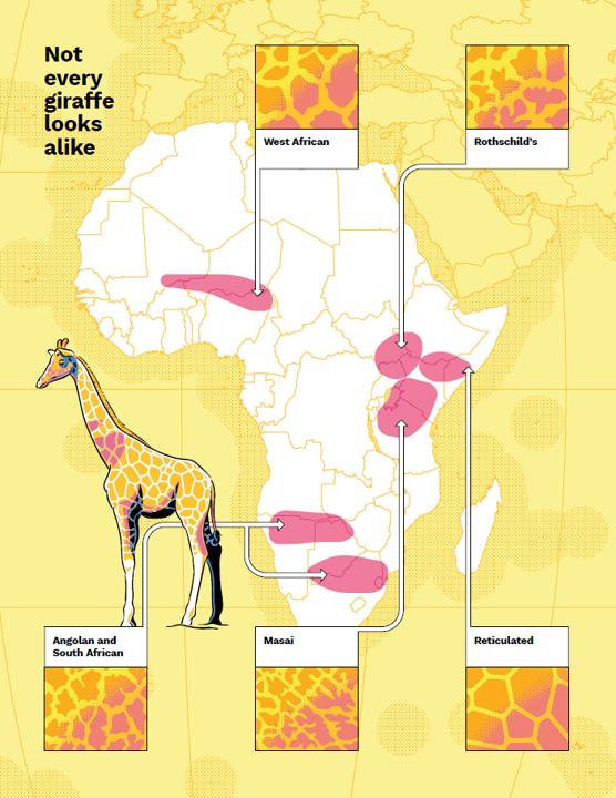 Wild Maps for Curious Minds