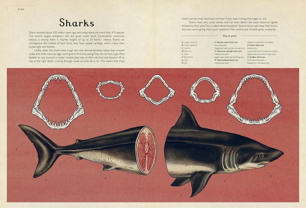 Animalium
